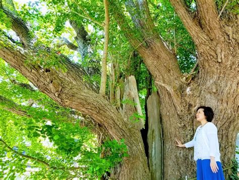 木 龍|龍の樹の見つけ方｜神様とつながる⛩ご神木＆ご神水ソムリエ香 